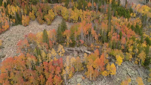 Looking down at rust colored trees from above tilting down to river alt