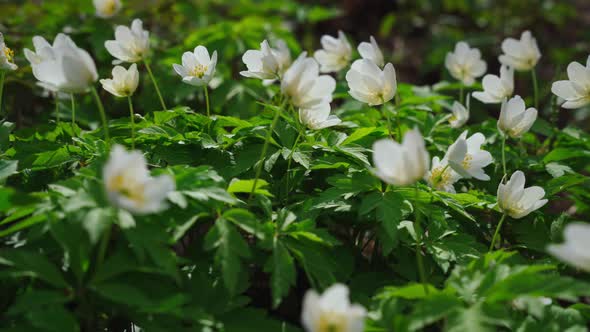 A Close View of White Snowdrops in the First Days of Spring in a Natural Park in Sunny Weather alt