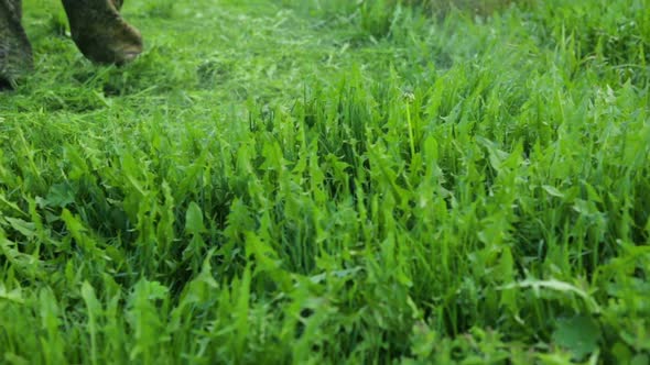 Man is mowing on dandelion meadow