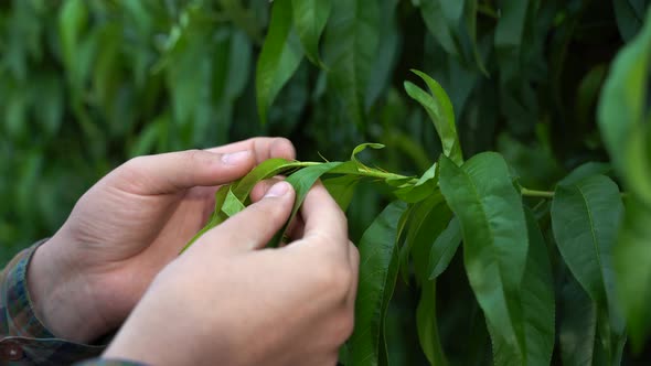 Close Up Hand of a Man Touching Peach Tree alt