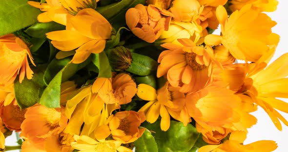 Timelapse of Calendula Flowers Blooming on Black Background. alt