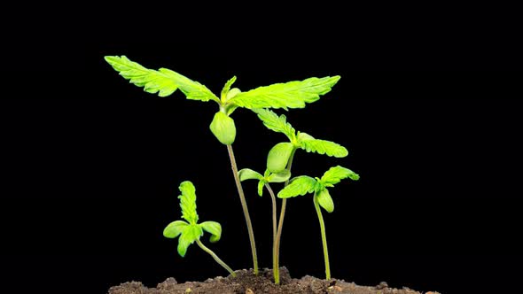 Cannabis sprouts grow quickly