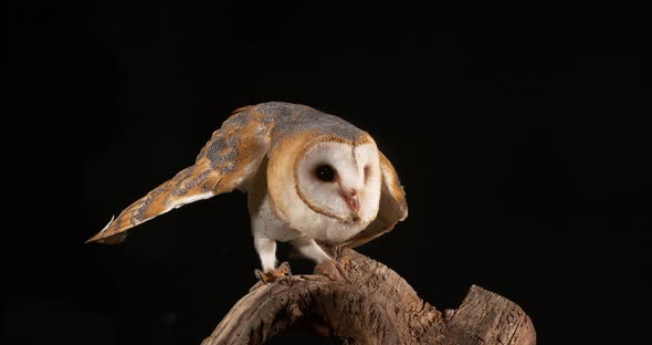 950070 Barn Owl, tyto alba, Adult, Normandy, Real Time alt