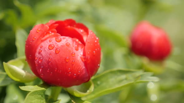 Peony family Paeoniaceae plant slow-mo close-up 1920X1080 HD footage - Slow motion of red  Paeonia p alt
