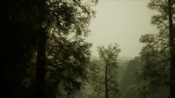 Fog and Pine Trees on Rugged Mountainside and Coming Storm alt