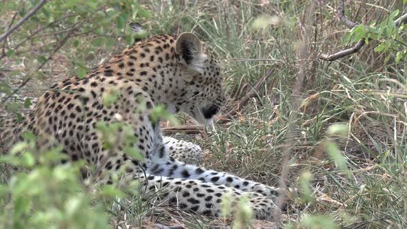 Leopard grooming, stands up and moves off into thickets. Gimbal alt