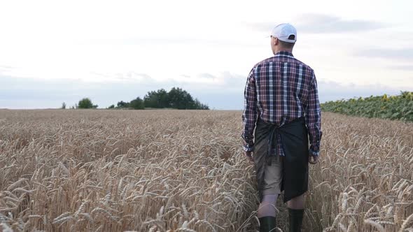 A farmer walks through a wheat field checking his harvest. alt