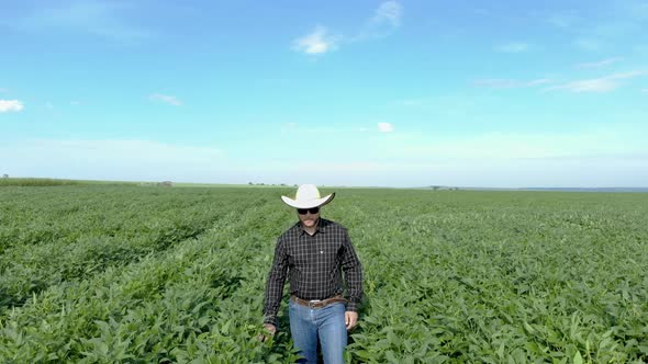 Agronomist inspecting soya bean crops growing in the farm field. Agriculture production concept. you alt