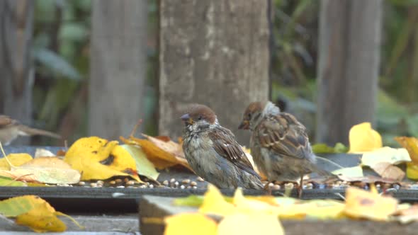 Two Sparrows among Yellow Leaves