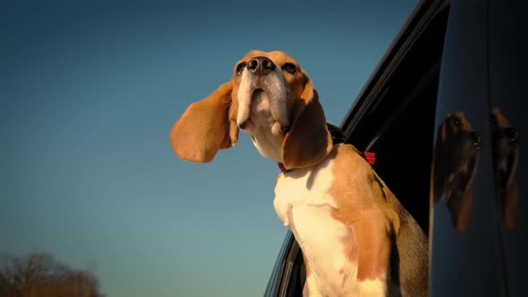 A Curious Beagle Dog Looks Out the Car Window Which Rides Through a Small Town alt