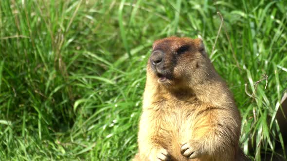 Marmot is chewing, Stock Footage | VideoHive