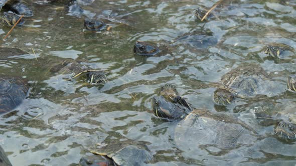 Dozens of Little Turtles Swimming and Creeping the Shore on a Sunny Day in Summer