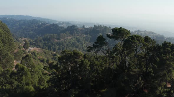 Rising over Large Eucalyptus trees in Berkeley hills aerial Northern California alt