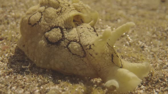 Close Up of Underwater Sea Creatures alt