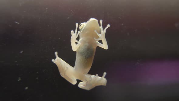 Close Up Asia Common Tree Frog Bottom And Foot View, Stick On Glass alt