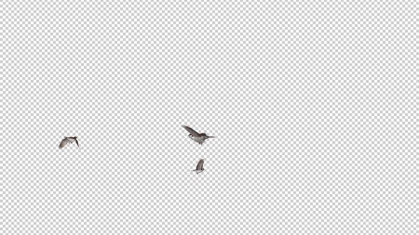 Sparrow Birds - 3 Flying Around Screen - Transparent Loop - Alpha Channel