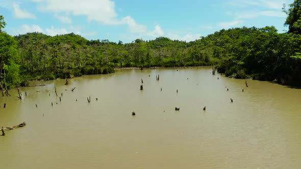 Marshland in the Rainforest alt