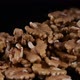 looped rotation of scattered walnuts - VideoHive Item for Sale