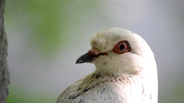 Pigeon Head Closeup alt