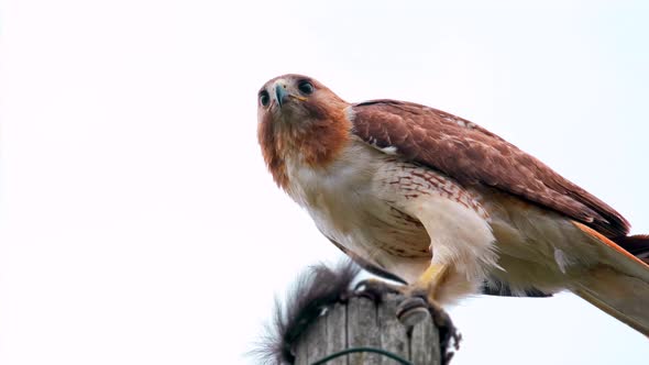 This footage shows a falcon