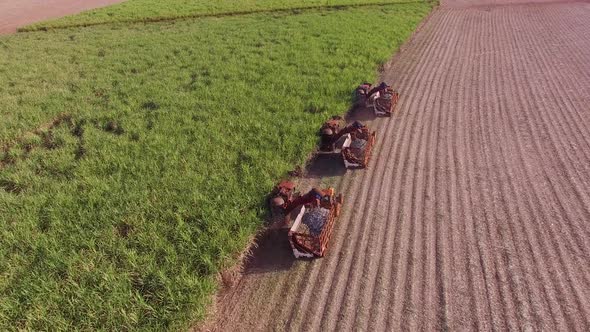 Sugar cane hasvest plantation with three machines view aerial alt