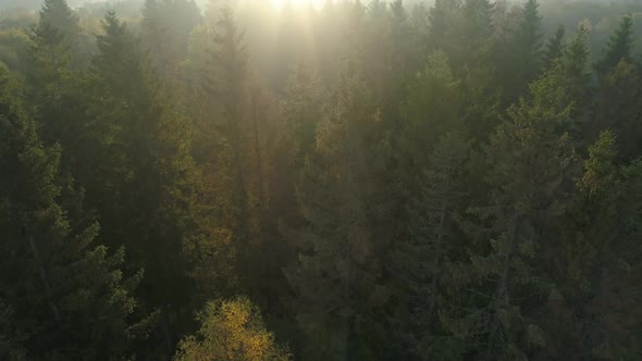 Flying Over Foggy Pine Tree Forest at Sunrise