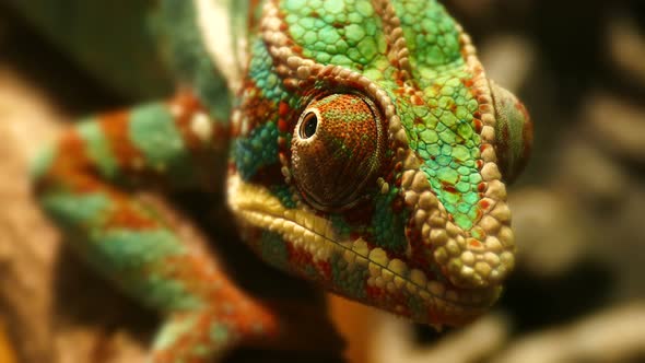 Panther chameleon sits on a branch in 4K.