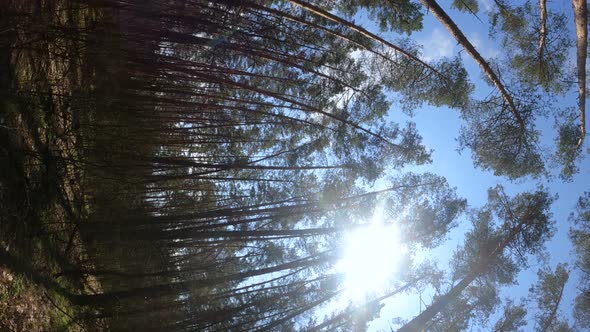 Vertical Video of the Forest Landscape Slow Motion alt