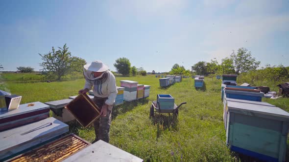 Apiary in summer. Beekeeper working with beehives on a bee farm in the countryside.  alt