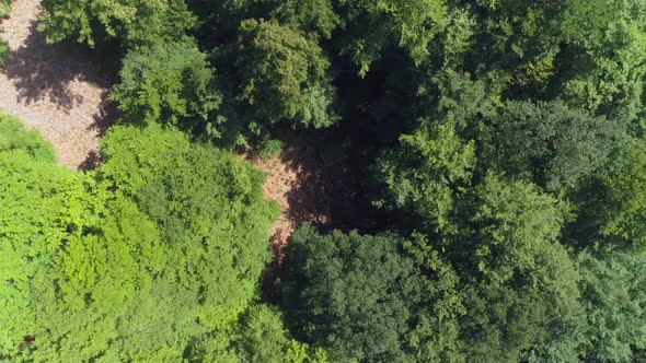 Drone Shot Flying Down Into Opening in Forest