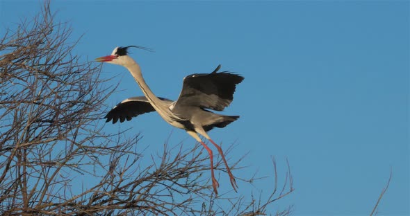 Grey heron, Ardea cinerea, Camargue, France alt
