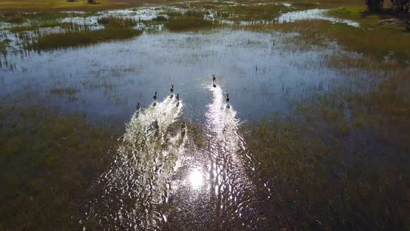 Aerial flyby of lechwe antelope running through water at Okavango Delta, Botswana alt