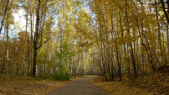 Yellow road in the forest alt