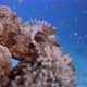 Tropical Underwater Scorpionfish - VideoHive Item for Sale