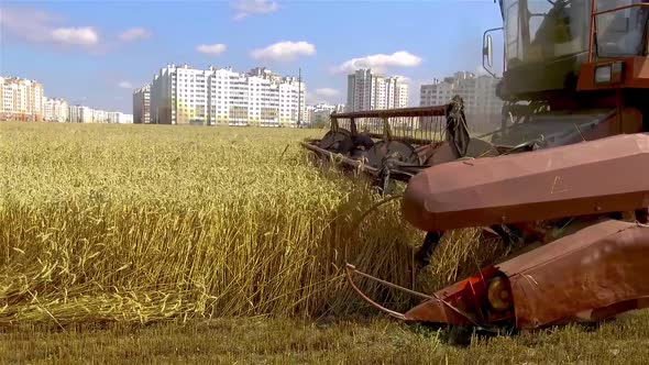 The combine harvests ripe wheat in the grain field near a residential area.