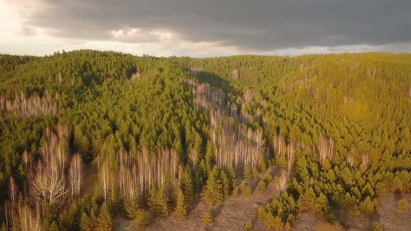 Forest At Sunset