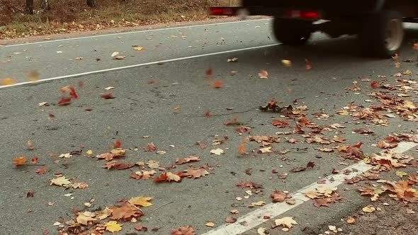 Fallen Autumn Leaves Scatter After Driving on the Highway