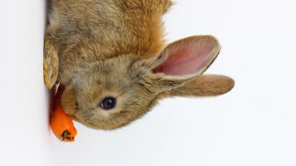 Little Fluffy Cute Brown Rabbit with Big Ears Eats a Red Carrot on a Gray Background in the Studio alt