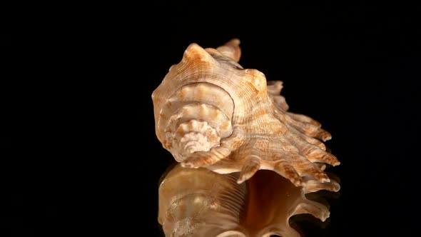Beautiful Sea Shell on Black, Rotation, Reflection, Close Up alt