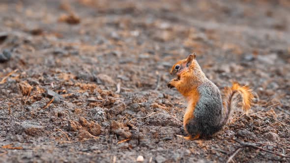 Squirrel (2.7K) alt