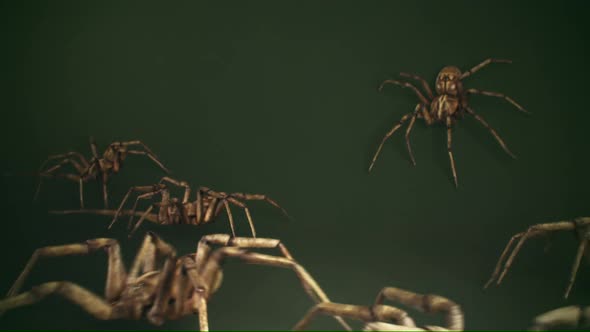 Dozens of big venomous spiders crawling across the dark green wall. Spider army. alt