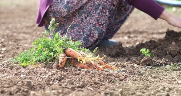 A farm specialist worker pulling out freshly picked carrots.