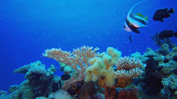 Tropical Coral Garden Underwater Life alt