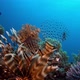 Commen Lionfish Tropical Coral Reef - VideoHive Item for Sale
