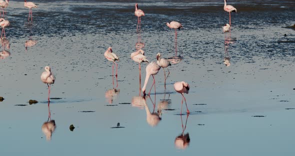 Massive flock of pink flamingos walking near the shore of Walvis Bay, 4k alt