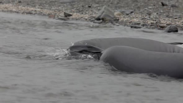 Two young Elephant Seal on South Georgia Island alt