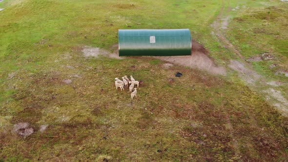 AERIAL: Panning Shot of a Herd of Sheep in the Sunny Evening alt
