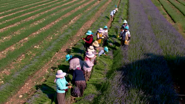 Farmers Harvest Lavender alt