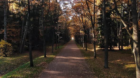 Alley Between Rows of Trees Near Meadow in Autumn Park alt