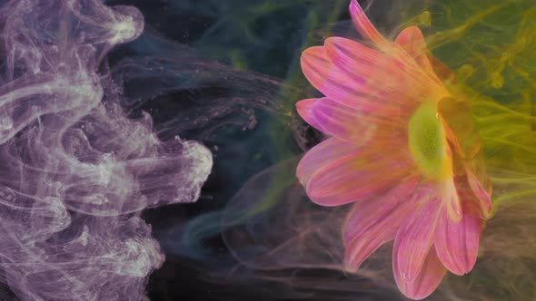 Living Purple Chrysanthemum Flower in Streams of Watersoluble Paint alt